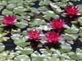 Pink water lilies